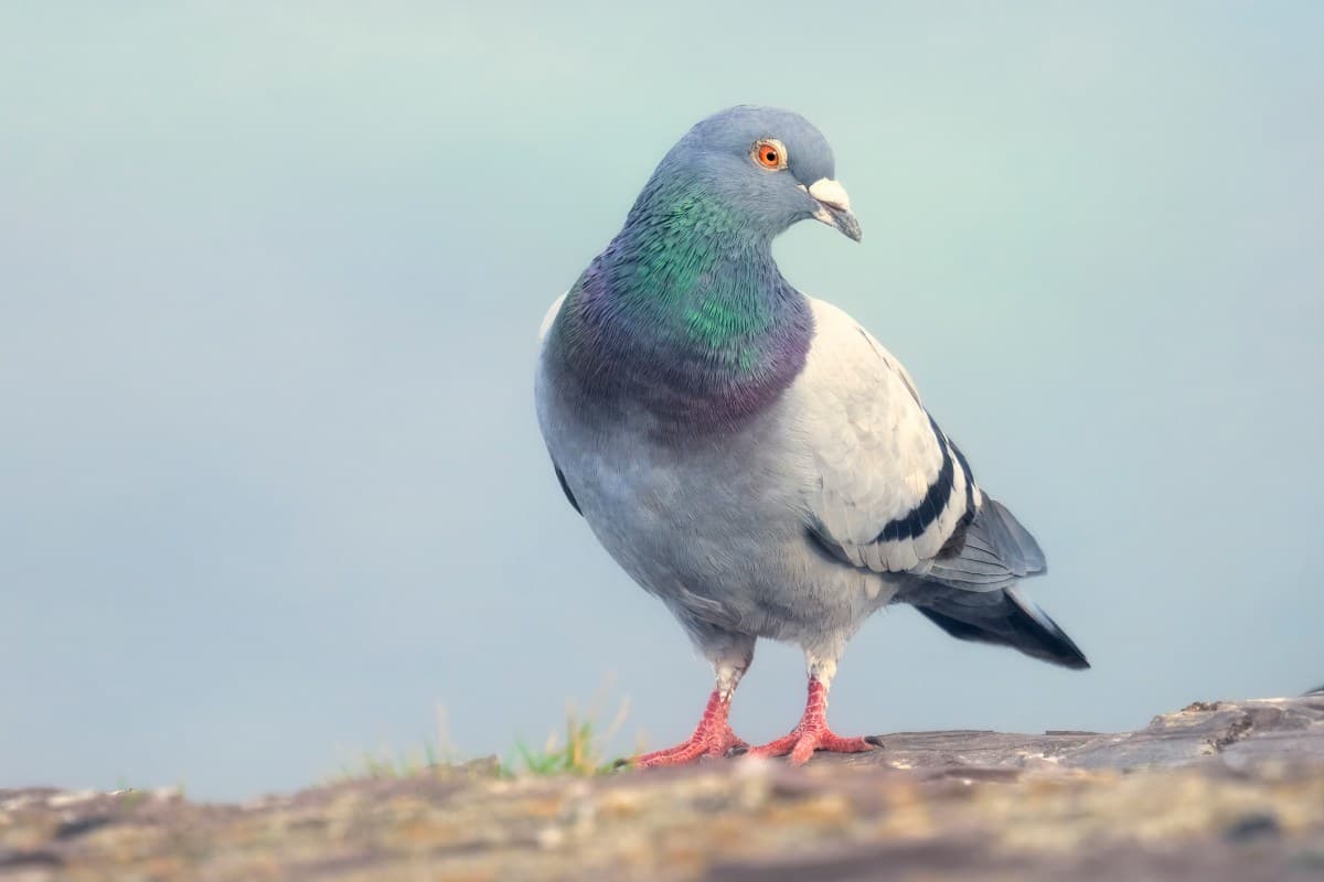 Roost แอปโซเชียลสายช้า ดันผู้ใช้ลดจังหวะออนไลน์ให้ช้าลง