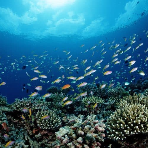 NOAA เดินหน้าเอื้อประมงพาณิชย์เหนือการอนุรักษ์ทะเล