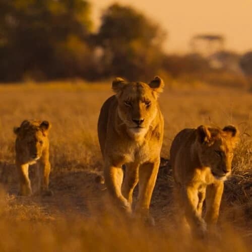 NatGeo เปิดตัวสารคดีใหม่สำรวจความหลากหลายของสัตว์ป่าแอฟริกา