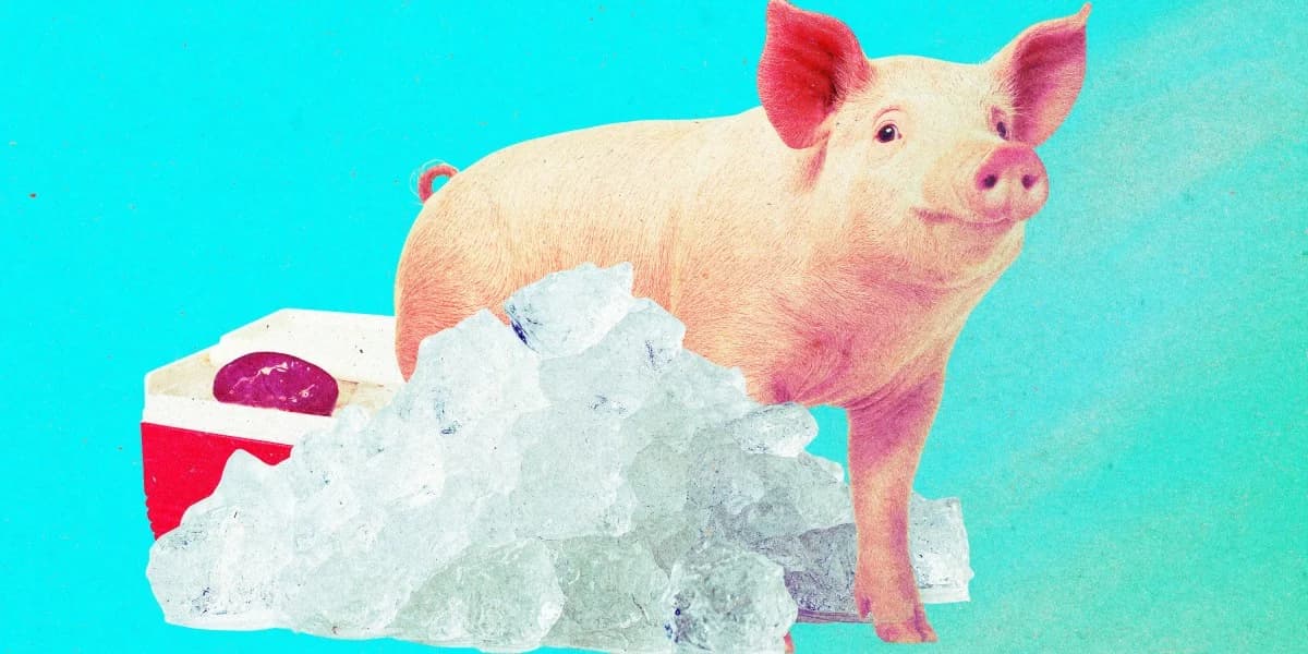 นักวิจัยคืนชีพไตหมูที่แช่แข็งนานกว่าปีได้สำเร็จ