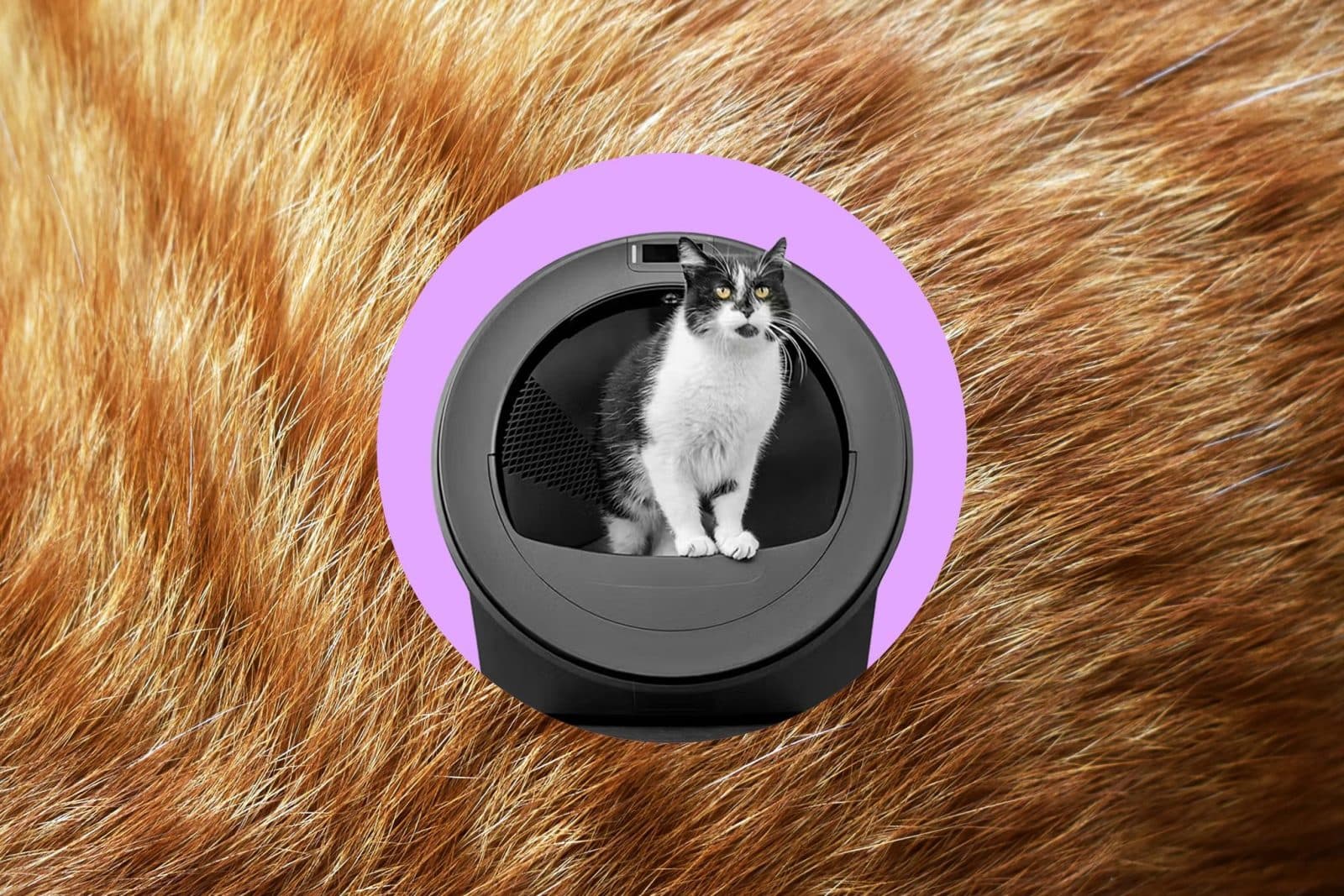 Whisker Litter-Robot 5 Pro หุ่นยนต์เก็บทรายแมวอัจฉริยะที่พยายามจำหน้าแมว