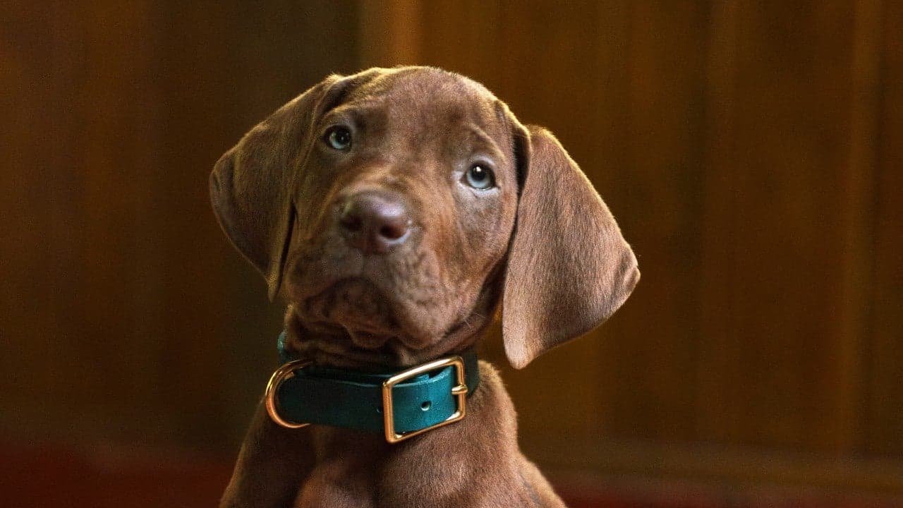 Netflix ปิดกล้อง Scooby-Doo: Origins พร้อมเผยภาพใหม่ของสคูบี้ตัวจริง