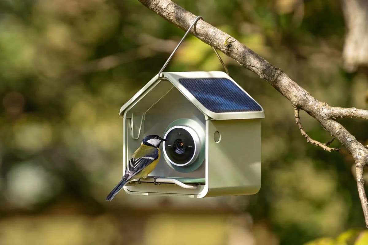 Birdbuddy เปิดตัว Nook ฟีดเดอร์อัจฉริยะขนาดเล็ก ราคาจับต้องง่าย