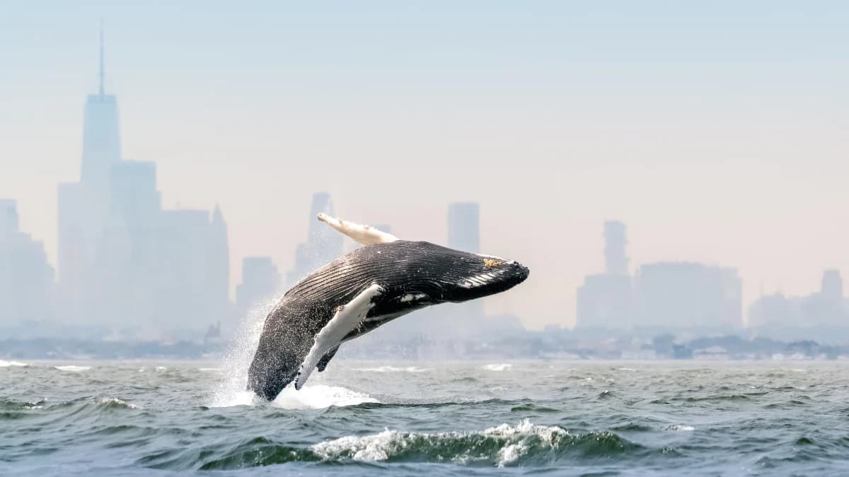 Blue Planet III เลือกเก็บภาพไม่สมบูรณ์เพื่อยืนยันความเป็นงานจริงในยุค AI