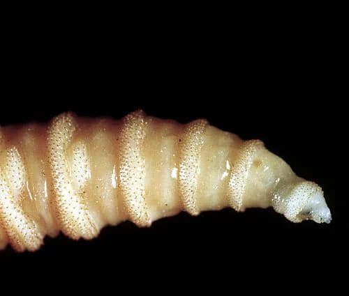 สหรัฐพบหนอนเจาะเนื้อระบาดลามถึงแอริโซนา กระทบสัตว์เลี้ยงแล้ว